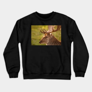 Gentle fallow deer portrait Crewneck Sweatshirt